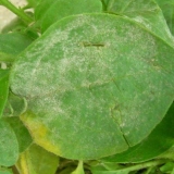 Kako se nositi s pepelnicom na petunijama: kako obraditi, fotografija